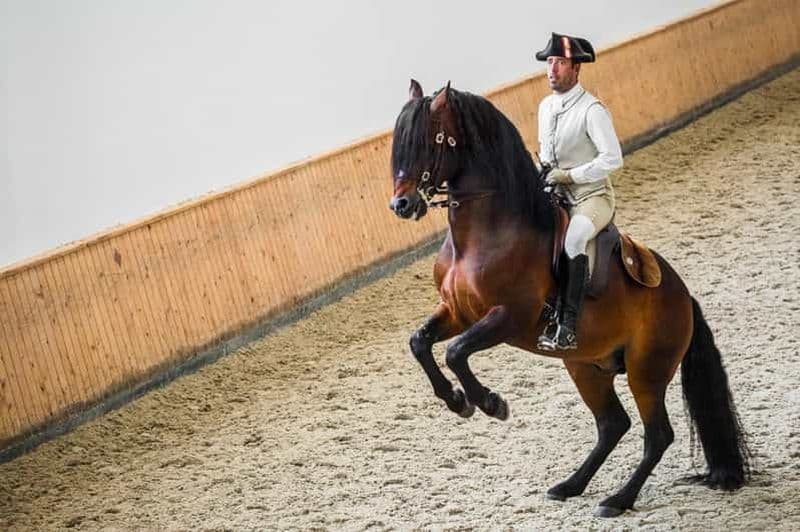 Lisbonne : L'école d'équitation portugaise s'entraîne avec un cheval lusitanien