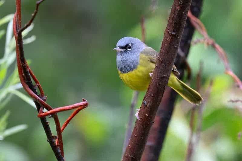 Denver : les bases de l'observation des oiseaux et bien plus encore