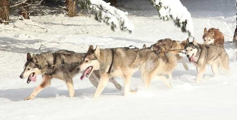 Blairgowrie : balade en traîneau à chiens et rencontre avec la meute