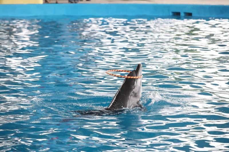 DN/HA : Spectacle de dauphins et Montagne de Marbre ou Vieille Ville de Hoi An