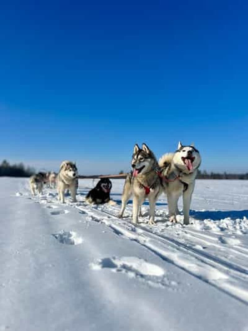 Märjamaa : Promenade en traîneau avec des huskies de Sibérie