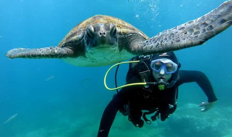 Plongée à Tenerife : votre première expérience de plongée sous-marine dans la zone des tortues