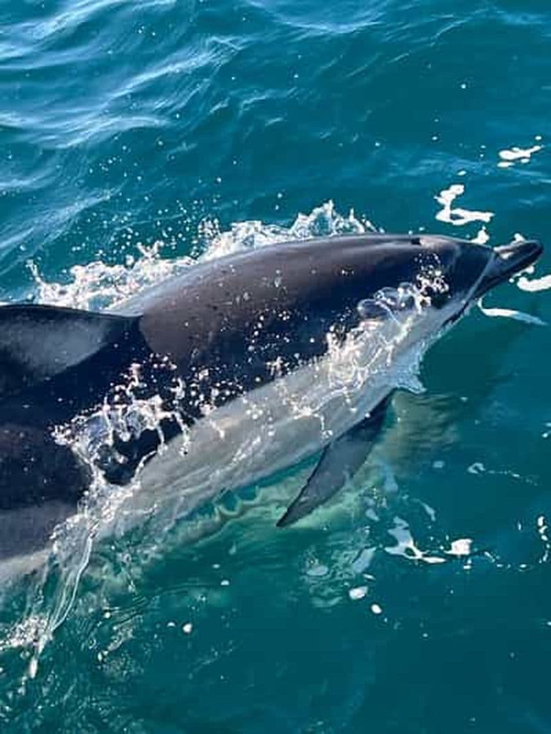 Sesimbra : Observation des dauphins avec un biologiste dans le parc marin