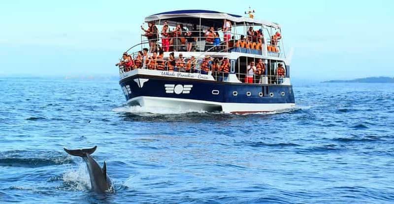 Mirissa Whale Watching, Tour Une expérience unique en son genre