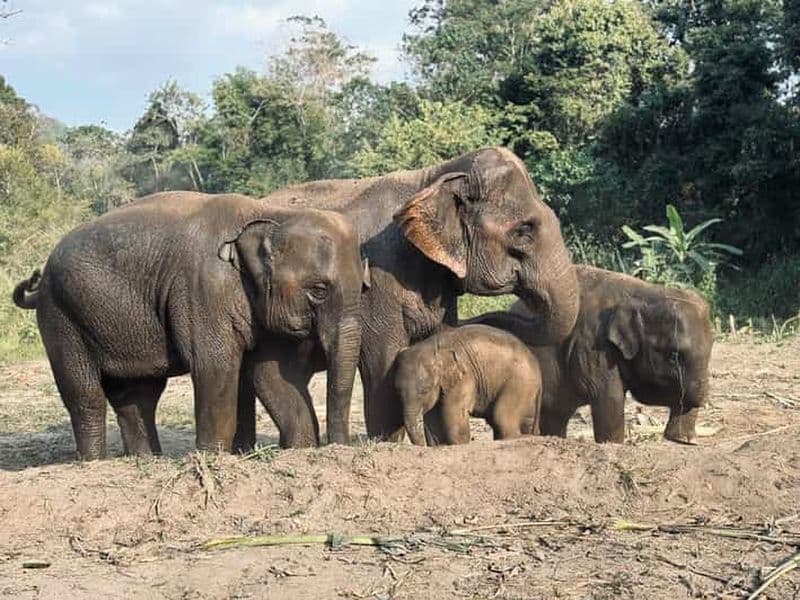 Billet Chiang Mai : visite d'une demi-journée au sanctuaire des éléphants avec programme d'alimentation