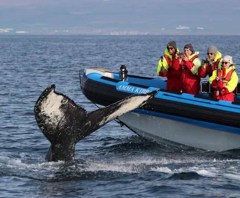Húsavík : Safari original aux grandes baleines et bateau à moteur pour les macareux