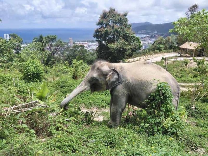 Phuket : visite guidée à pied d'un sanctuaire d'éléphants, avec transfert