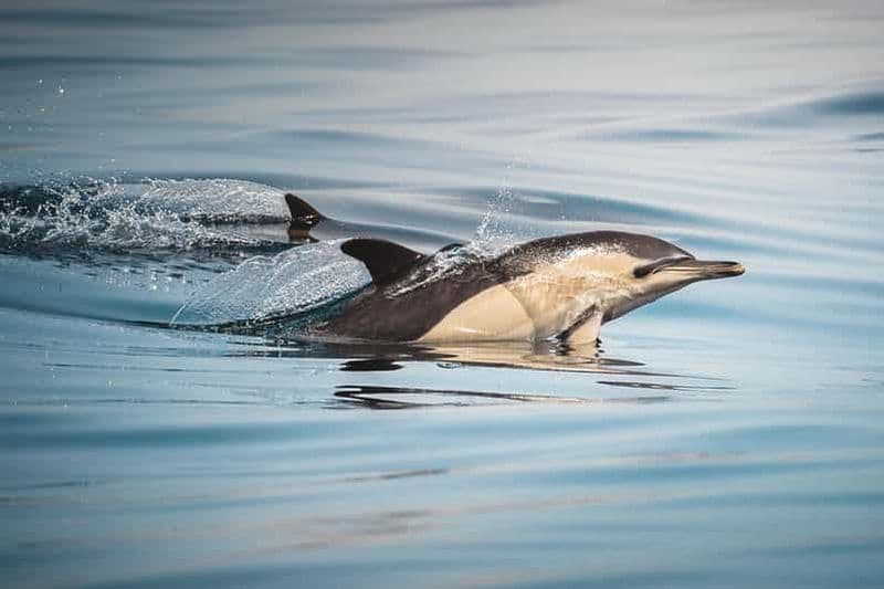 Algeciras : Observation des dauphins et des baleines en petits groupes