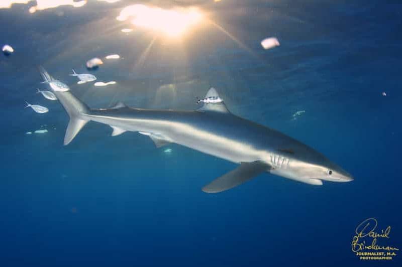 Açores : Nager avec les requins