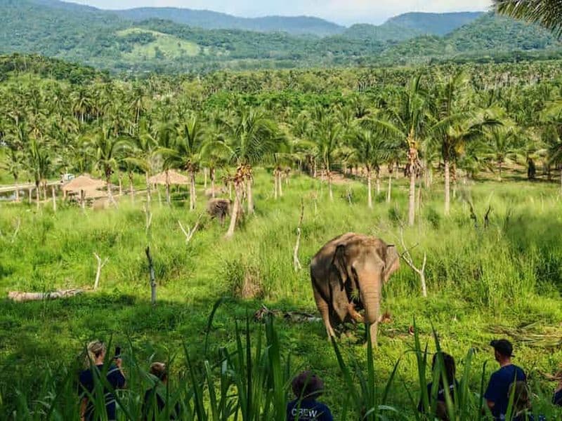 Billet Depuis Pattaya : Excursion d'une journée au Sanctuaire d'éléphants Living Green