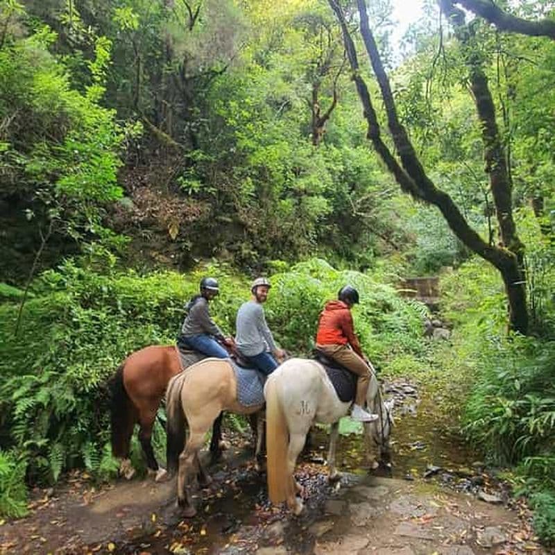 Équitation à Madère : Sentier de la forêt de Laurel