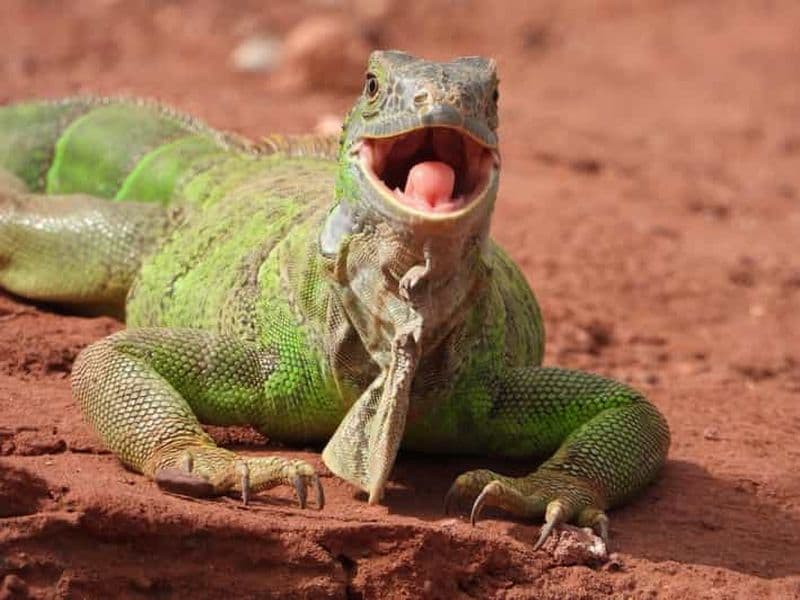 Agadir ou Taghazout : Crocoparc + Monde des dauphins + Billets