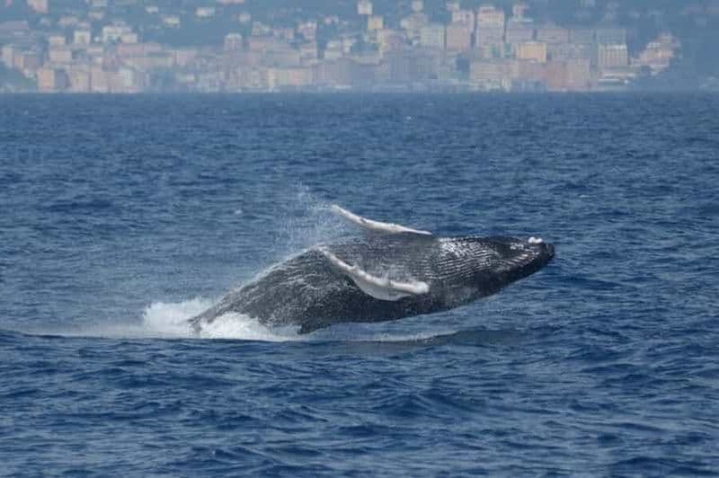 Gênes : croisière d'observation des baleines au coucher du soleil dans le sanctuaire Pelagos