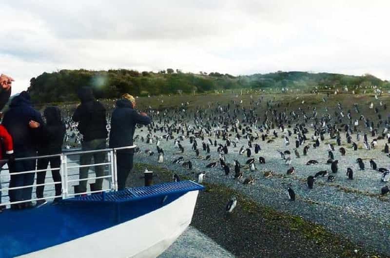 Ushuaia : Navigation sur le canal de Beagle jusqu'à la colonie de pingouins