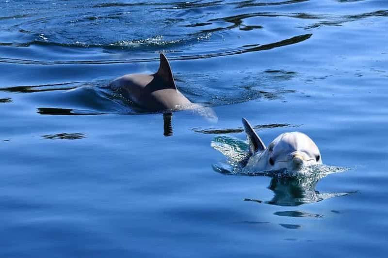 Pula : Visite privée des dauphins et du coucher de soleil avec dîner et boissons
