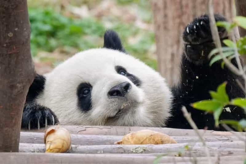 Chengdu : Base des pandas, musée de la cuisine du Sichuan et cours de cuisine