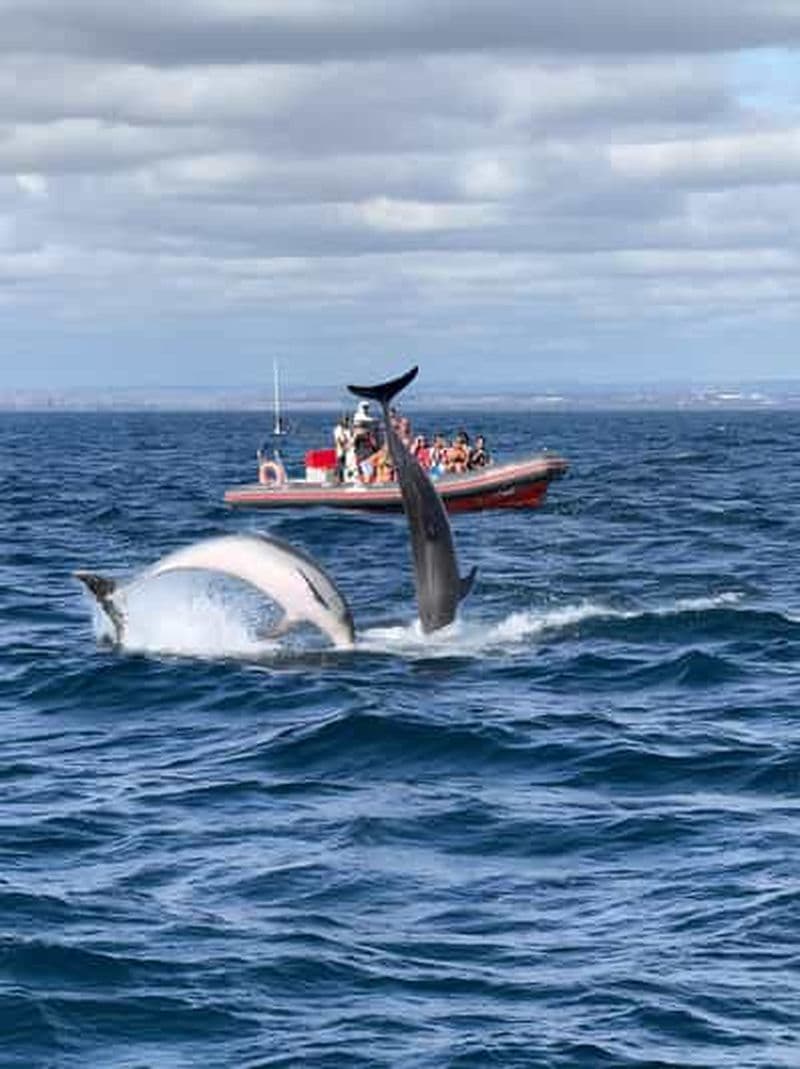 Albufeira : croisière d'observation des dauphins et de la grotte de Benagil