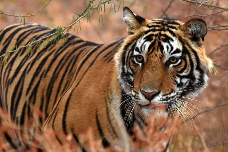 Depuis Jaipur : Excursion d'une journée au safari des tigres de Ranthambore