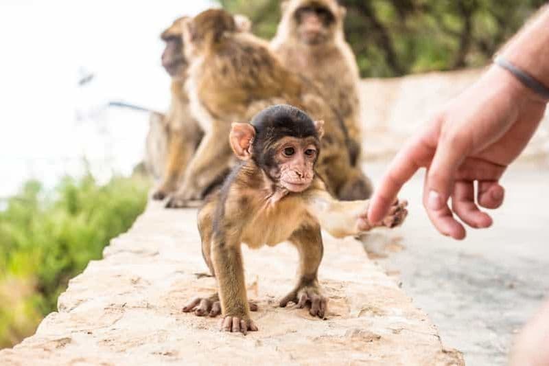 Depuis Séville : excursion d'une journée à Gibraltar