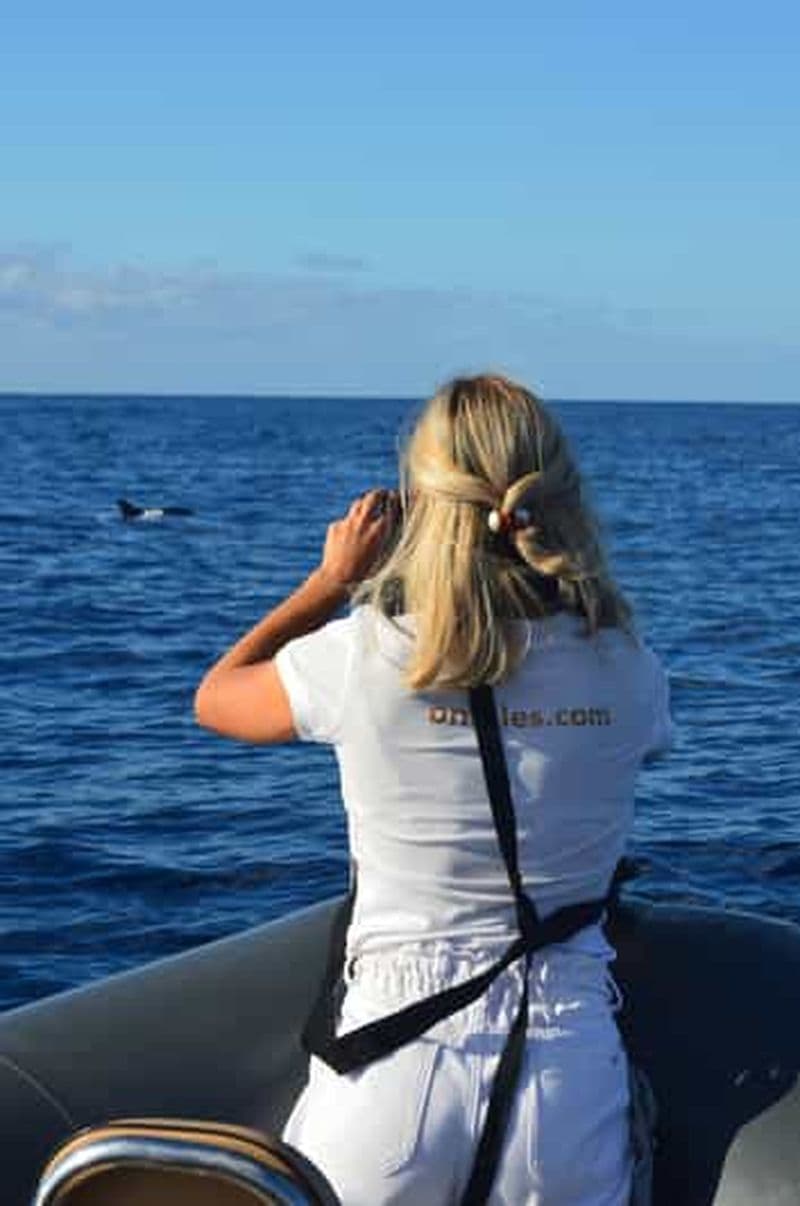 Calheta : Visite en petit groupe d'observation des baleines et des dauphins