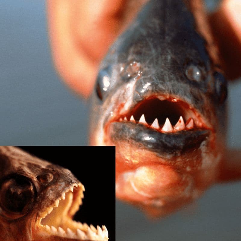 Manaus : Pêche au piranha