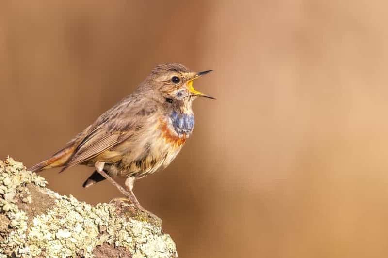 Lisbonne : Excursions privées d'observation des oiseaux avec un guide local