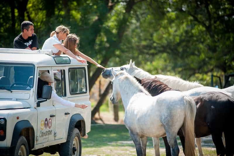 Camargue : Demi-journée de safari guidé en 4x4
