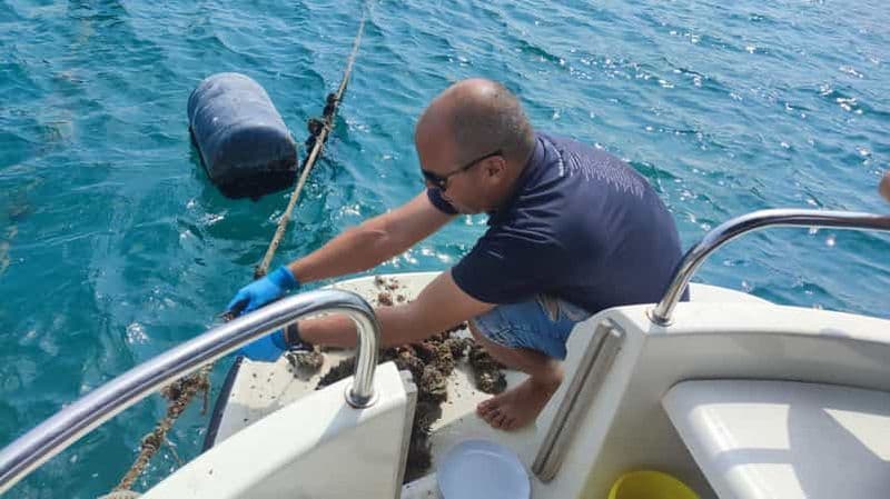 Dubrovnik : Visite de dégustation d'huîtres, de moules et de vins à Ston