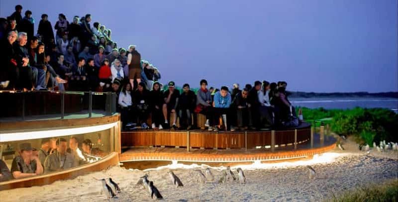Au départ de Melbourne : Visite privée de la parade des pingouins de Phillip Island