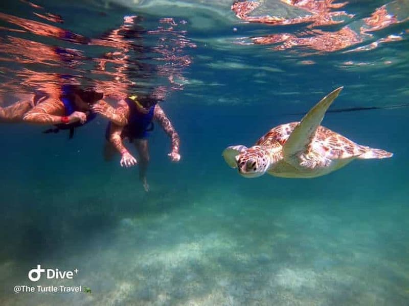 Billet Akumal : visite guidée avec plongée libre parmi les tortues et photos