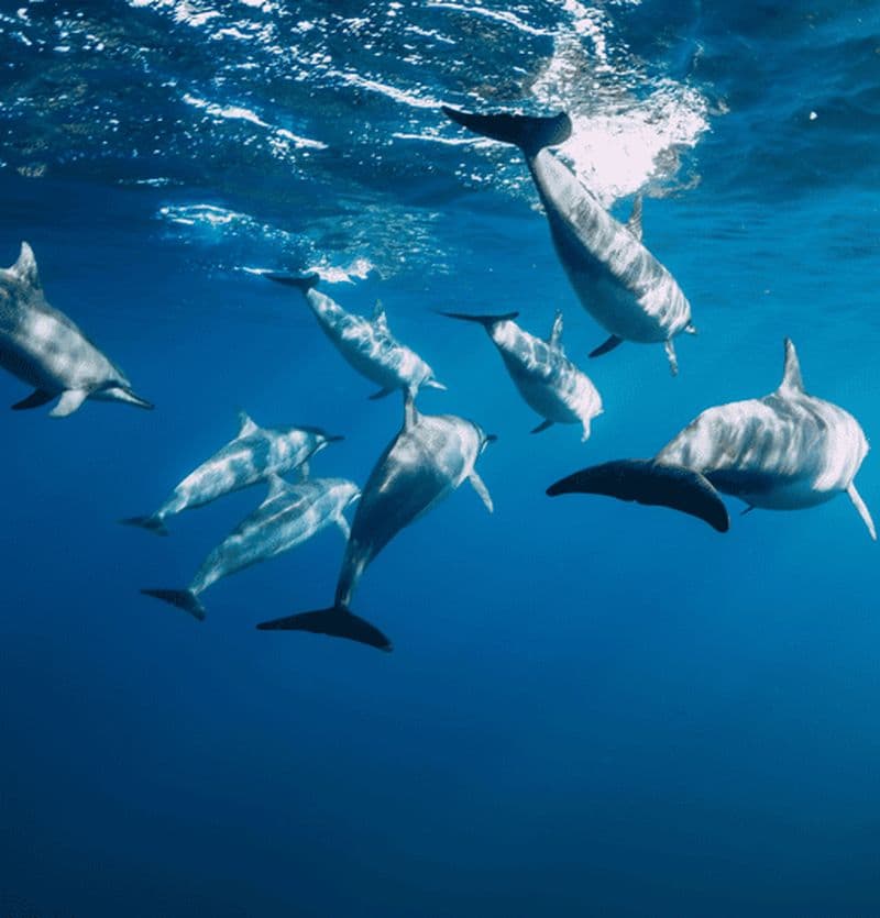 Sortie "cétacés dauphins et animaux marins"