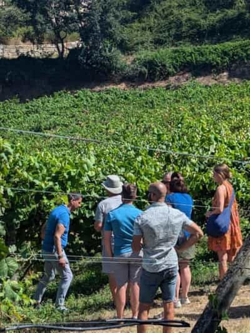 Porto : Visite Privée de la Vallée du Douro, Déjeuner, Dégustation et Croisière - 2 Vignobles