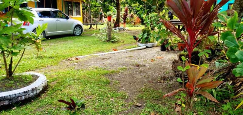 Tailevu : Croisière d'observation des dauphins et atelier de tissage