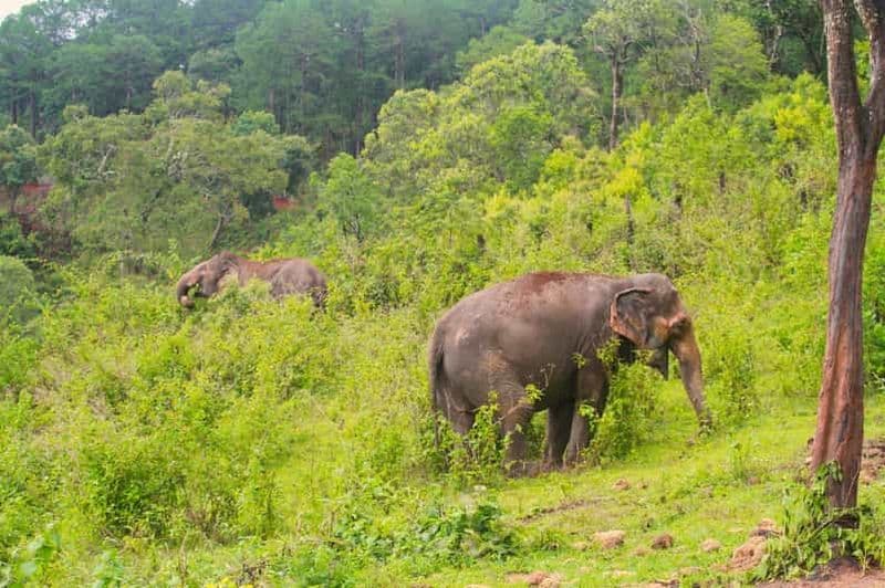 Billet Chiang Mai : visite éthique avec des éléphants et cours de cuisine