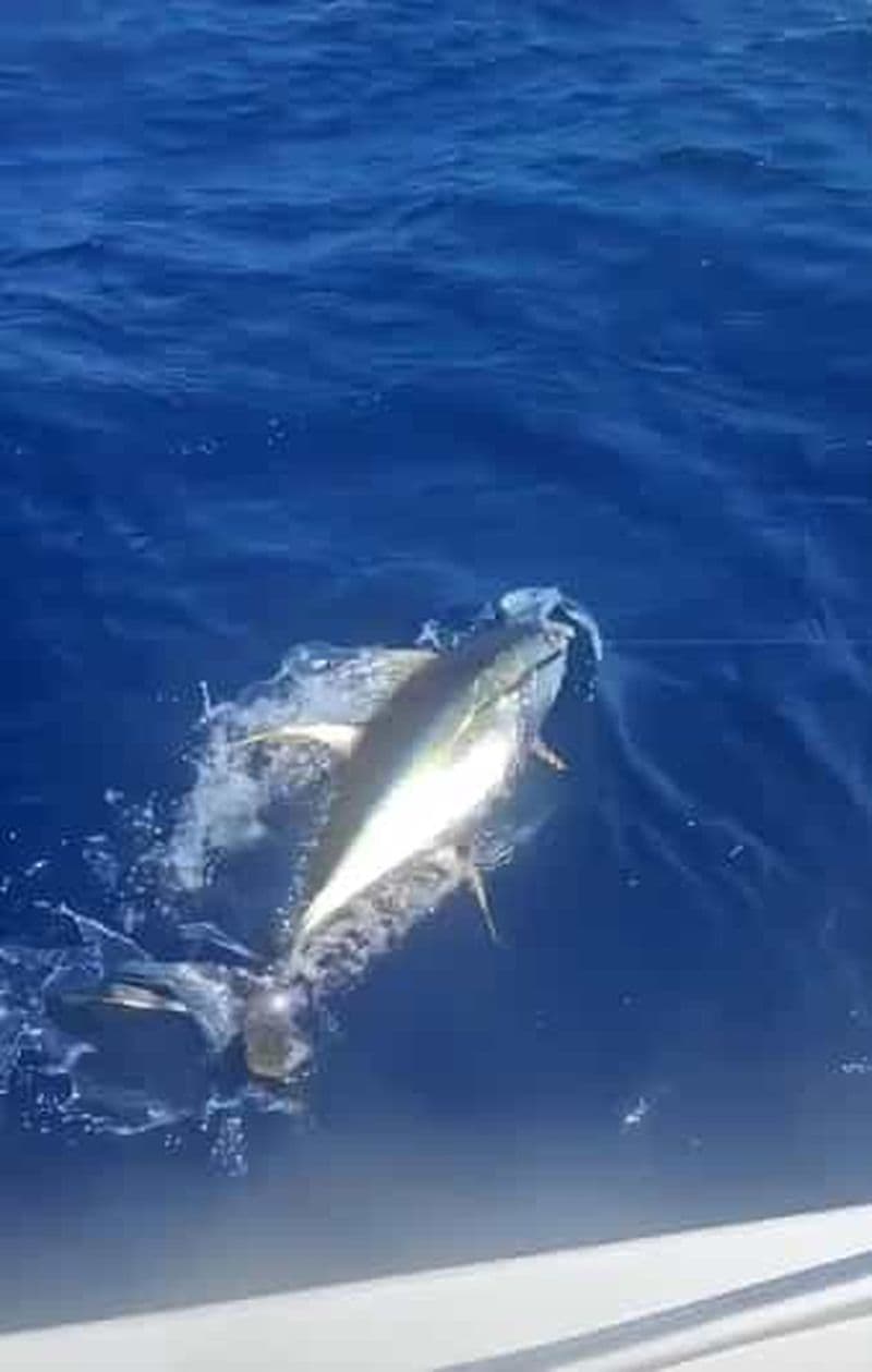 Sortie de pêche traditionnelle en mer avec K’PTAIN ARIEL – Martinique