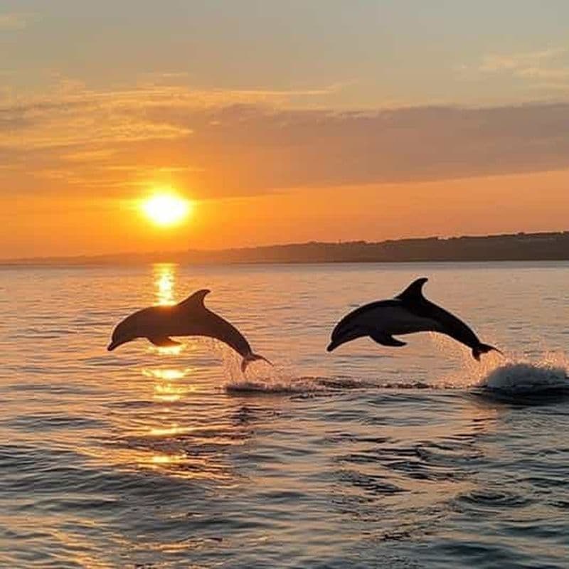 Medulin : excursion au coucher du soleil avec dauphins (85 % de chance), boissons et dîner