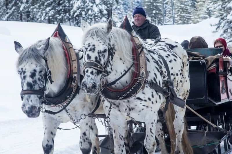 Zakopane : Promenade en traîneau avec transferts et option déjeuner