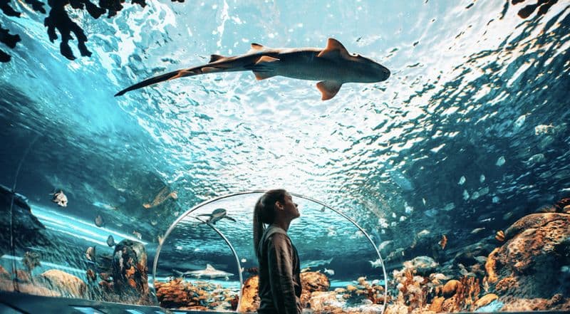 Billet Toronto : Ripley's Aquarium of Canada billet d'entrée