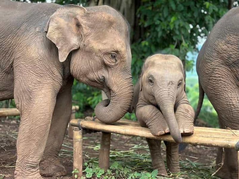 Billet Chiang Mai : sanctuaire d'éléphants, cascade et rafting en bambou