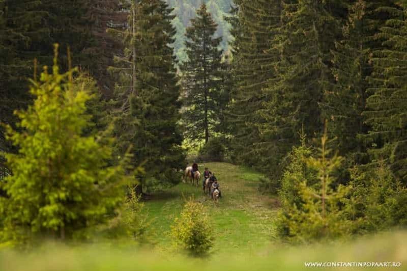 Roumanie : 2 ou 3 jours d'équitation dans les montagnes