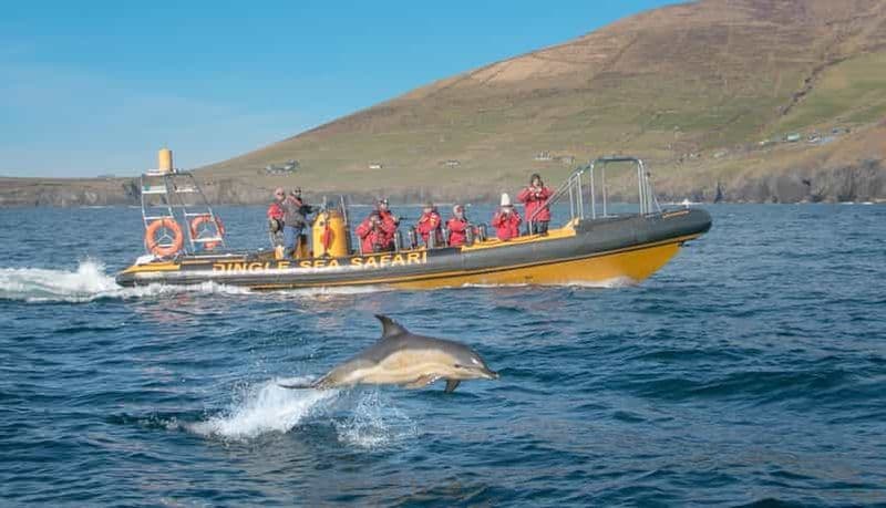 Dingle : Safari en mer en bateau pneumatique