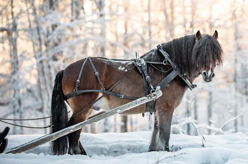SUÈDE : Travailler dans la forêt avec des chevaux