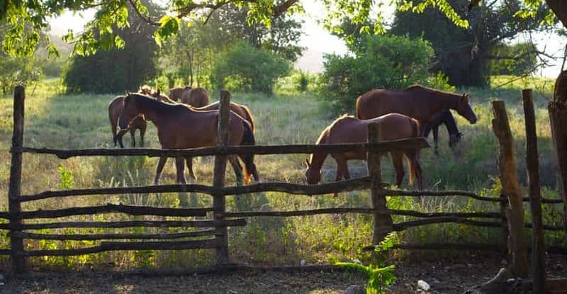 Excursion à cheval et baignade