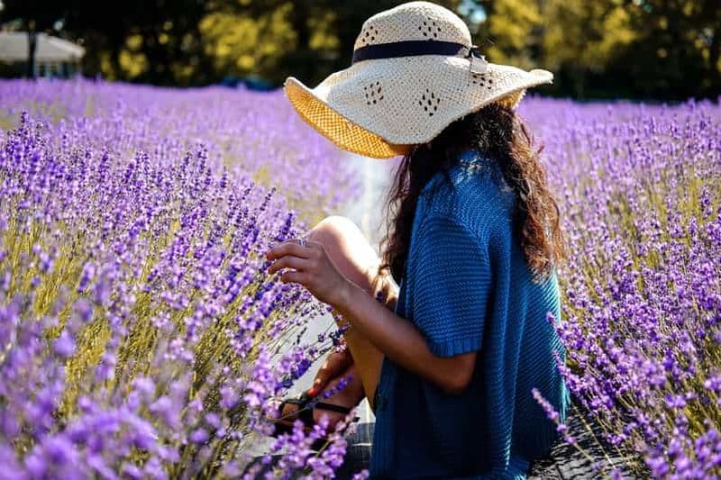 Au départ d'Avignon : visite guidée des champs de lavande et des villages du Luberon