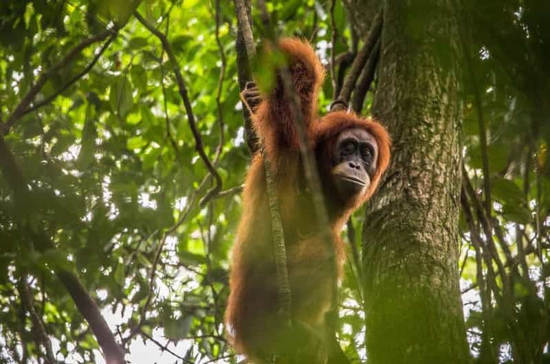 Billet Depuis Medan : Voyage dans le parc national du Mont Leuser pour les Orang Utan