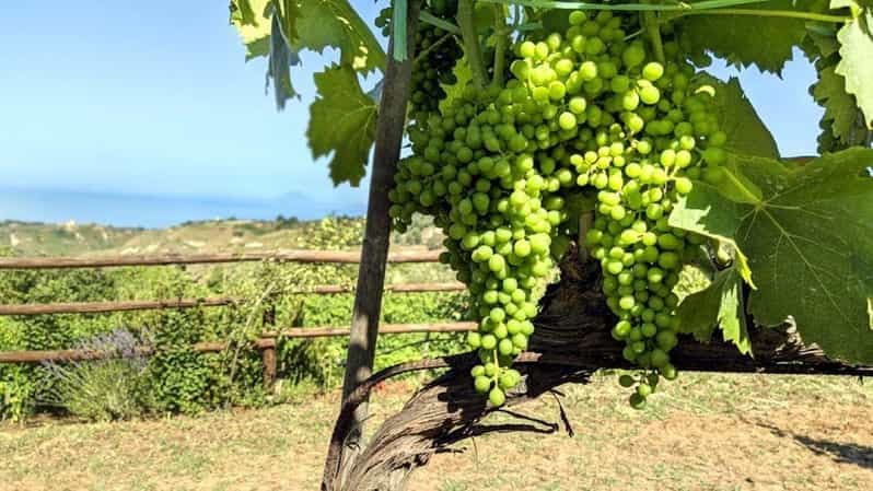 Tropea : Cours de cuisine calabraise avec déjeuner