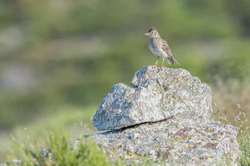 Excursion d'une demi-journée pour la photographie d'oiseaux près de Madrid - avec un guide professionnel