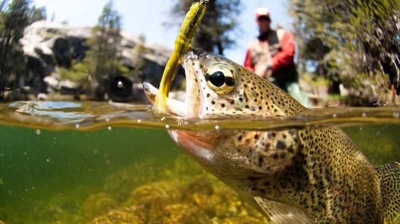 Excursion de pêche à la mouche guidée sur l'Upper Colorado River