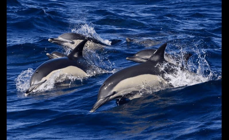 Depuis Malaga : Observation guidée des baleines et des dauphins à Tarifa