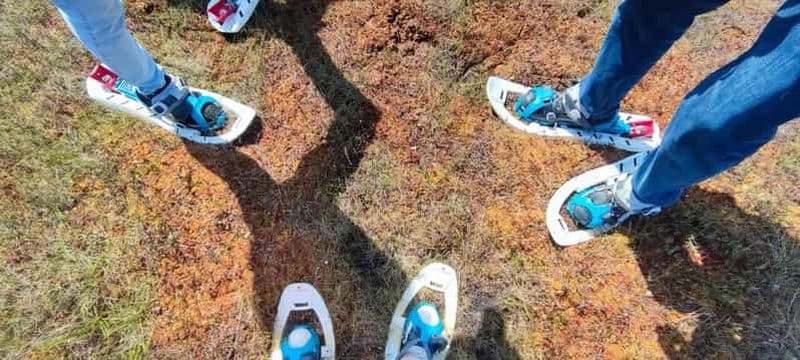 S'échapper de Tallinn - Randonner, nager, fourrager et câliner des chiens de traîneau